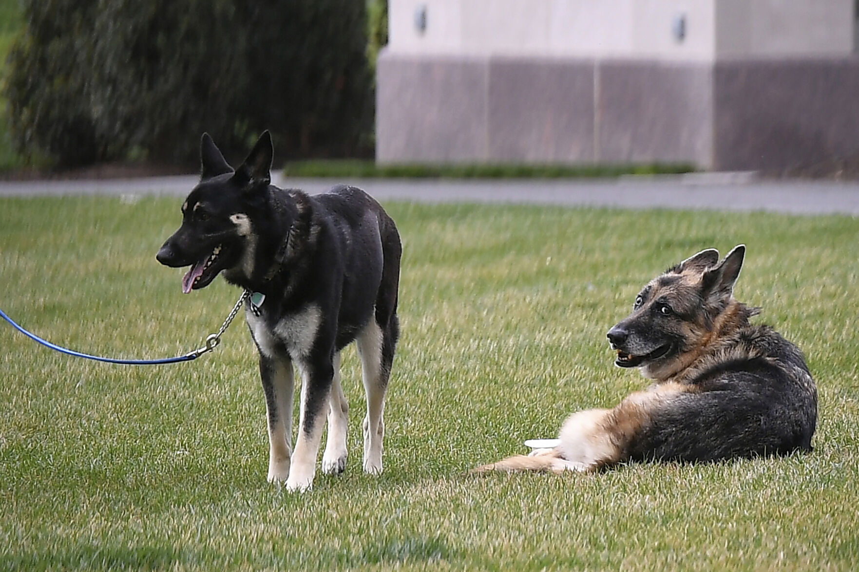 Champ and Major